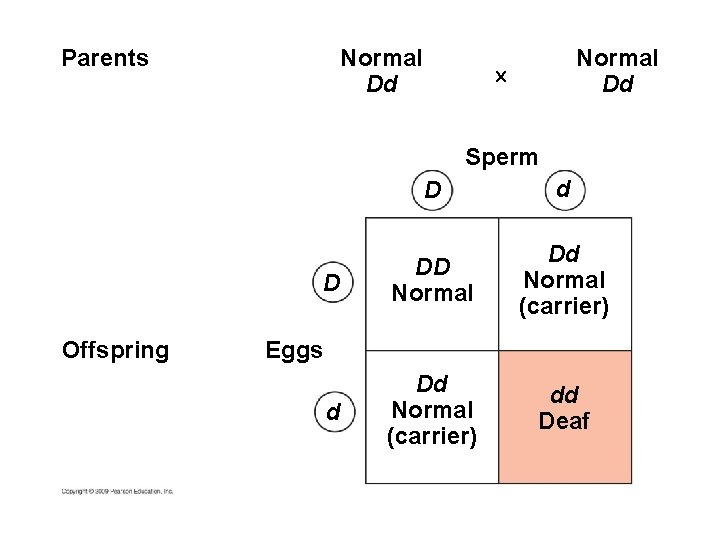 Parents Normal Dd ´ Sperm D Offspring D d DD Normal Dd Normal (carrier)