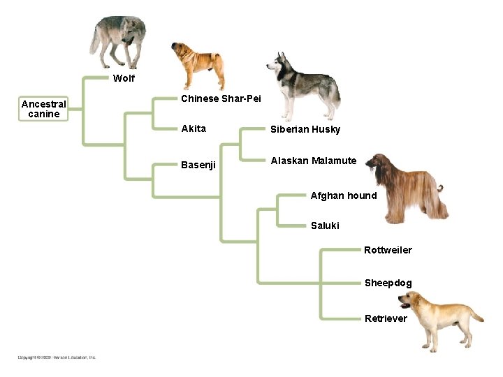 Wolf Ancestral canine Chinese Shar-Pei Akita Siberian Husky Basenji Alaskan Malamute Afghan hound Saluki