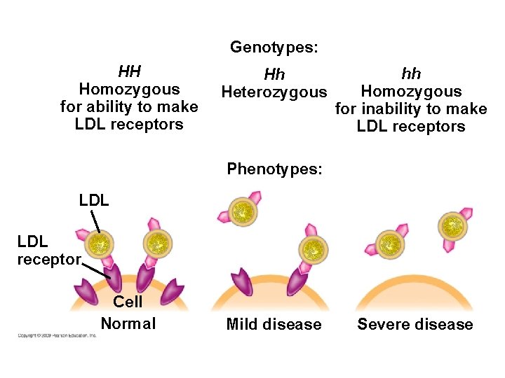 Genotypes: HH Homozygous for ability to make LDL receptors Hh Heterozygous hh Homozygous for