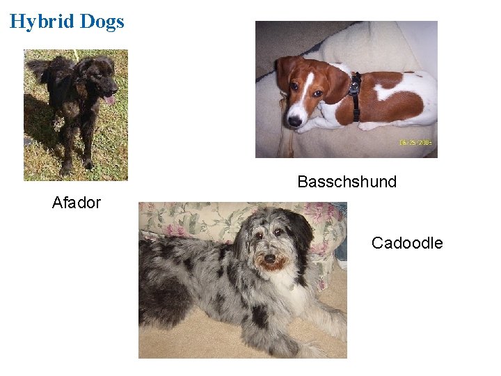 Hybrid Dogs Basschshund Afador Cadoodle 