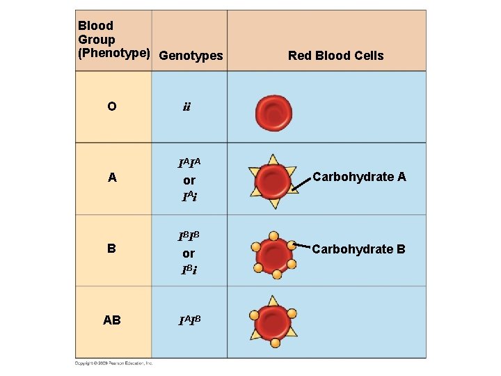 Blood Group (Phenotype) Genotypes Red Blood Cells O ii A IA IA or IA