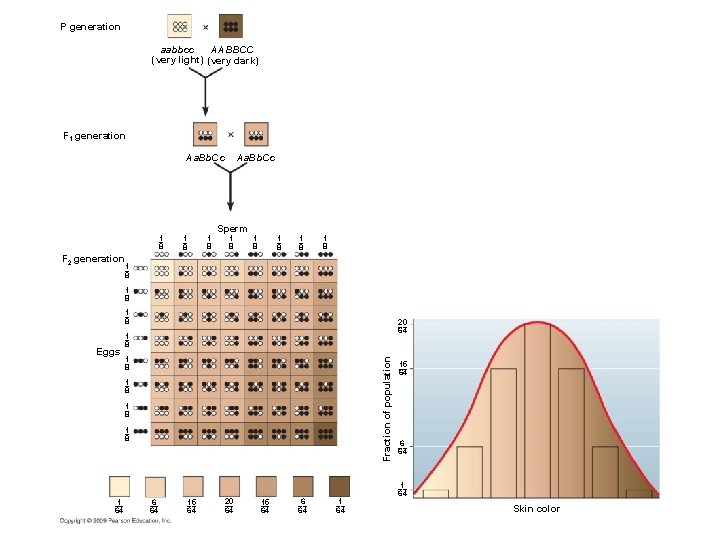 P generation aabbcc AABBCC (very light) (very dark) F 1 generation Aa. Bb. Cc