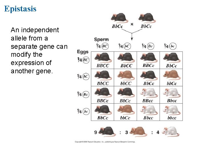 Epistasis An independent allele from a separate gene can modify the expression of another