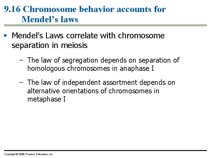 9. 16 Chromosome behavior accounts for Mendel’s laws Mendel’s Laws correlate with chromosome separation