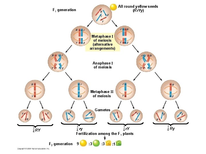 F 1 generation R r All round yellow seeds (Rr. Yy) y Y r