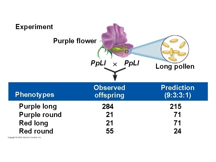 Experiment Purple flower Pp. Ll Phenotypes Purple long Purple round Red long Red round