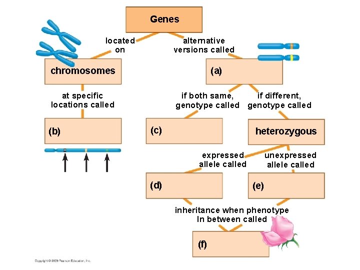 Genes located on alternative versions called (a) chromosomes at specific locations called (b) if
