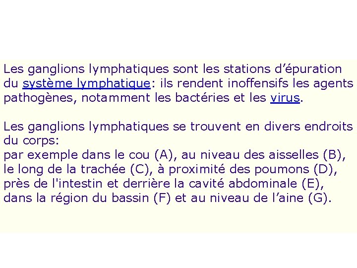 Les ganglions lymphatiques sont les stations d’épuration du système lymphatique: ils rendent inoffensifs les