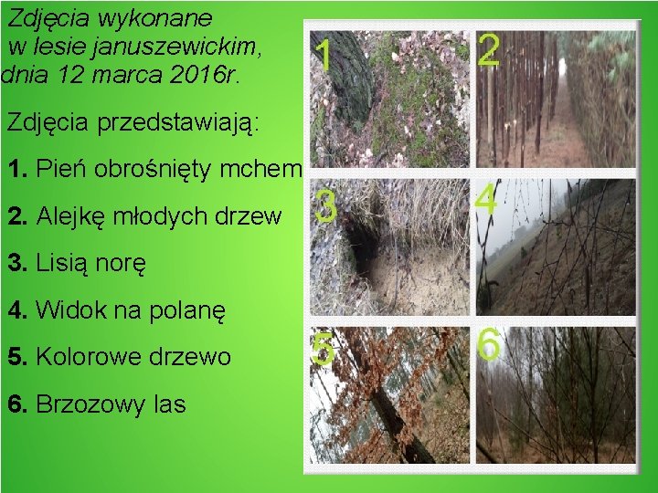 Zdjęcia wykonane w lesie januszewickim, dnia 12 marca 2016 r. Zdjęcia przedstawiają: 1. Pień