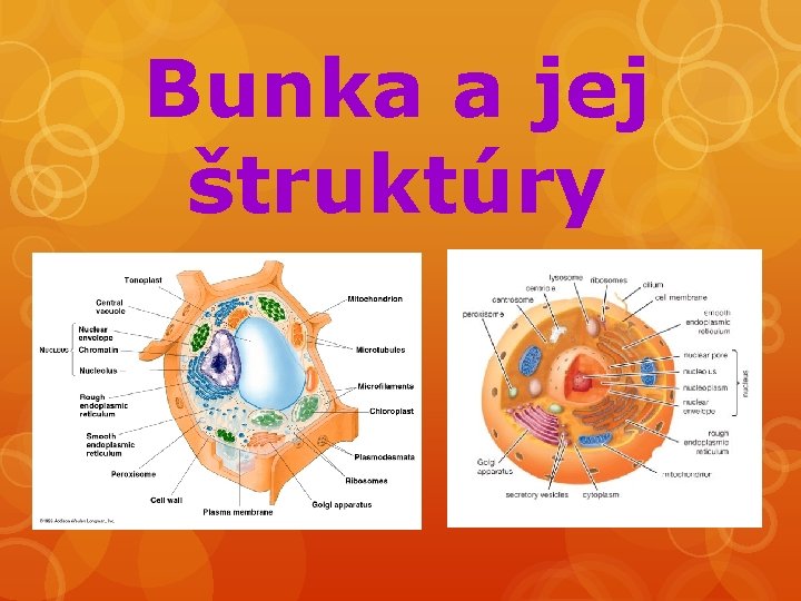 Bunka a jej štruktúry 