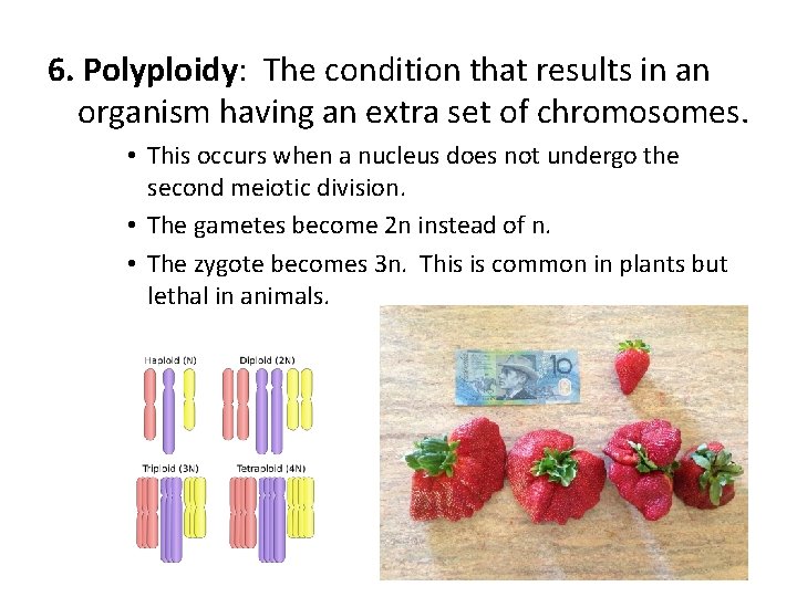 6. Polyploidy: The condition that results in an organism having an extra set of