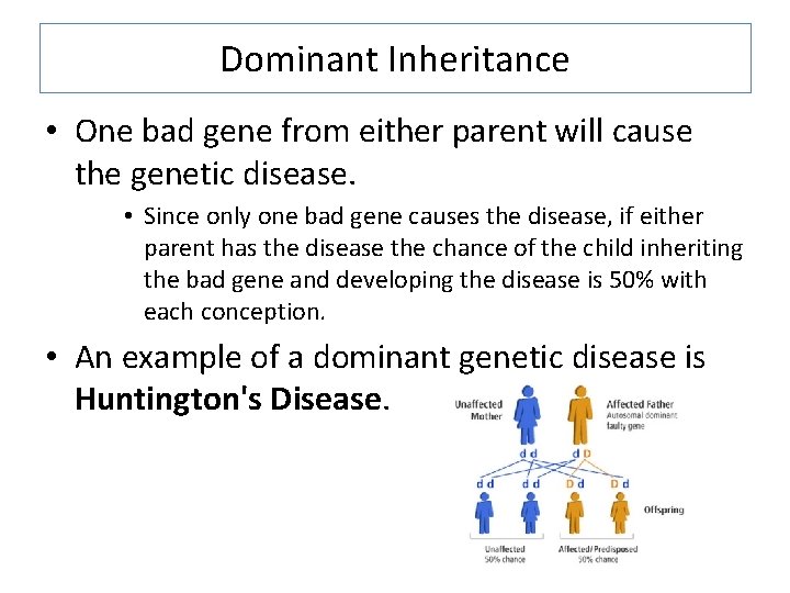 Dominant Inheritance • One bad gene from either parent will cause the genetic disease.