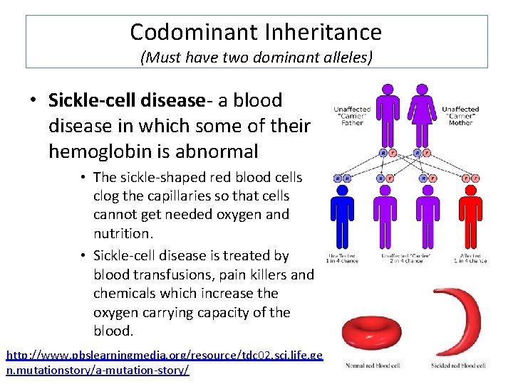 Codominant Inheritance (Must have two dominant alleles) • Sickle-cell disease- a blood disease in