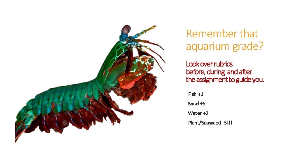 Remember that aquarium grade? Look over rubrics before, during, and after the assignment to