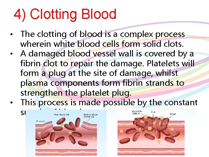 4) Clotting Blood • The clotting of blood is a complex process wherein white