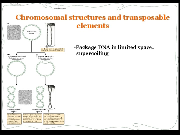 Chromosomal structures and transposable elements -Package DNA in limited space: supercoiling 