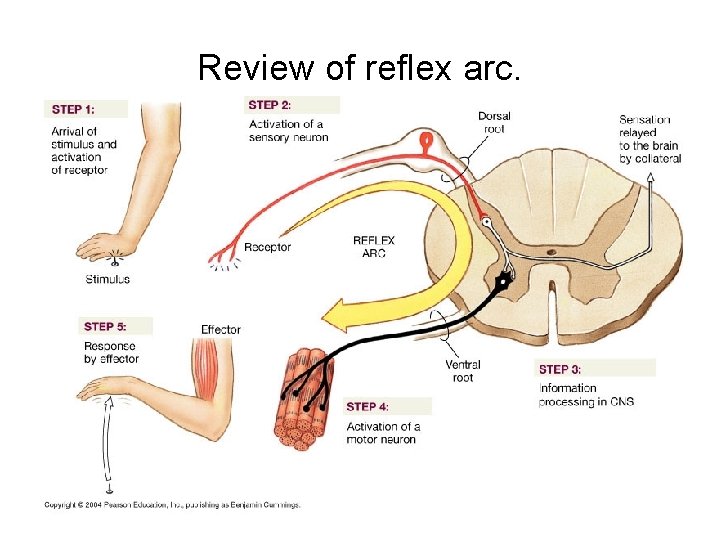 Review of reflex arc. 