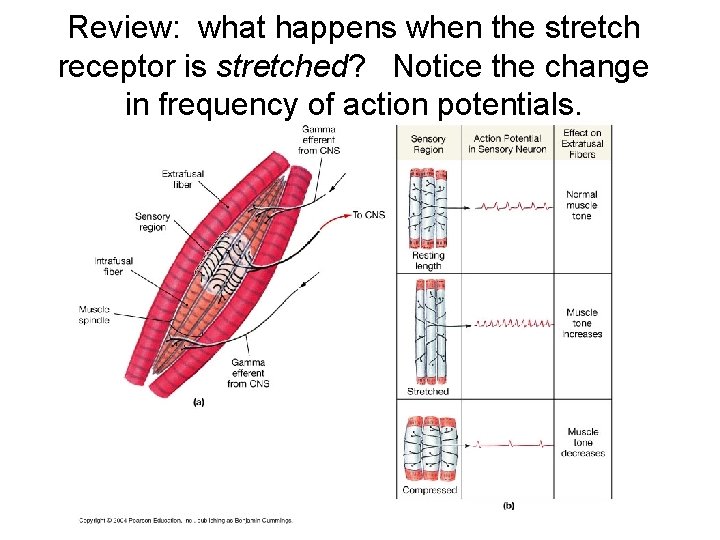 Review: what happens when the stretch receptor is stretched? Notice the change in frequency