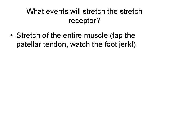 What events will stretch the stretch receptor? • Stretch of the entire muscle (tap