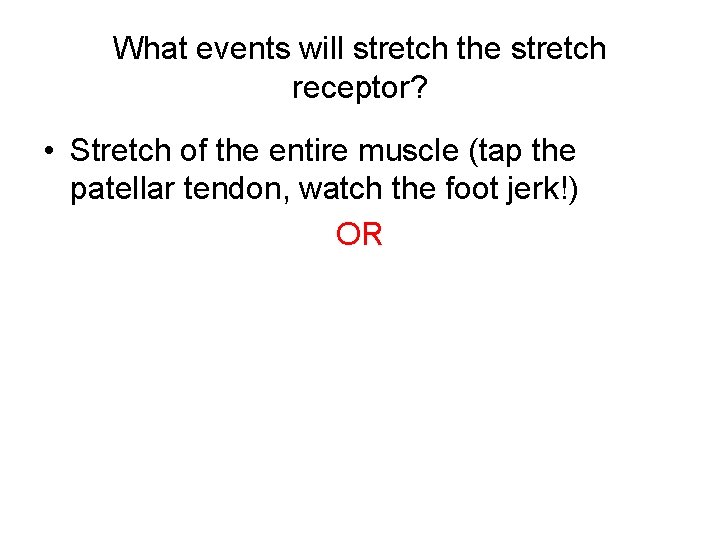 What events will stretch the stretch receptor? • Stretch of the entire muscle (tap