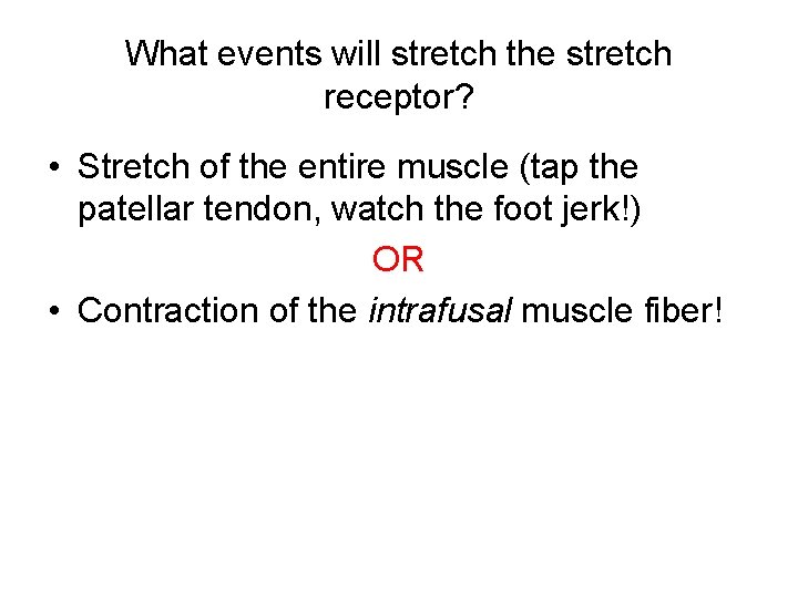 What events will stretch the stretch receptor? • Stretch of the entire muscle (tap