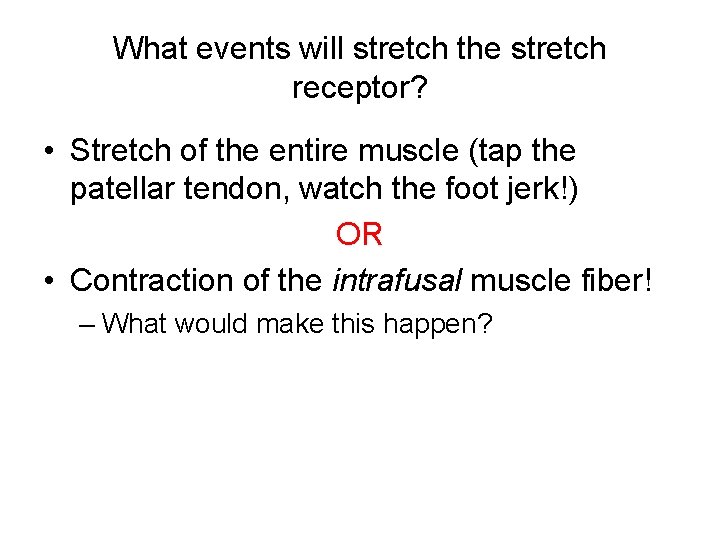 What events will stretch the stretch receptor? • Stretch of the entire muscle (tap