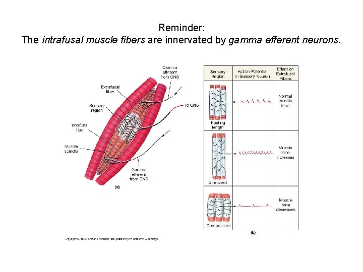 Reminder: The intrafusal muscle fibers are innervated by gamma efferent neurons. 