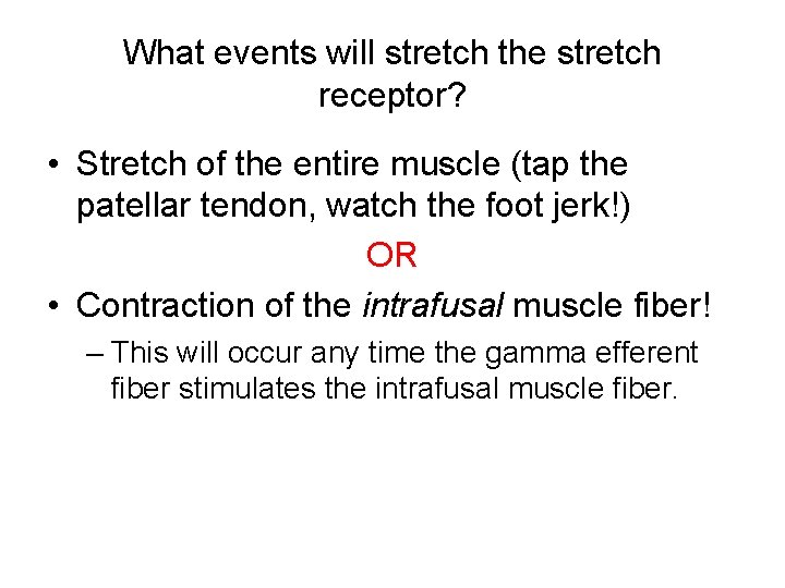 What events will stretch the stretch receptor? • Stretch of the entire muscle (tap
