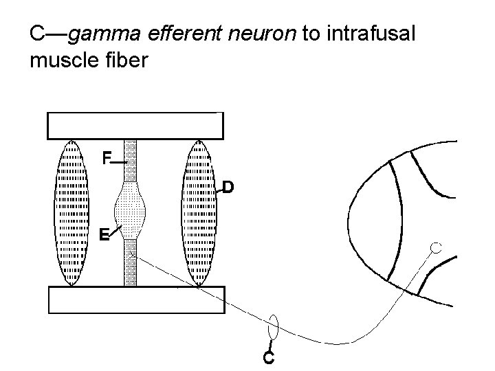 C—gamma efferent neuron to intrafusal muscle fiber 