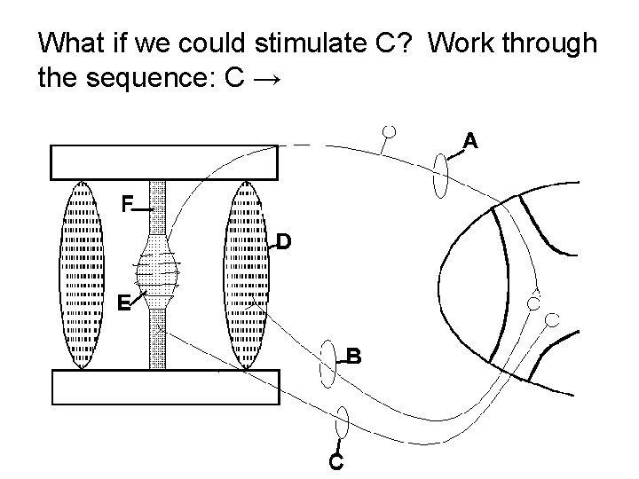 What if we could stimulate C? Work through the sequence: C → 