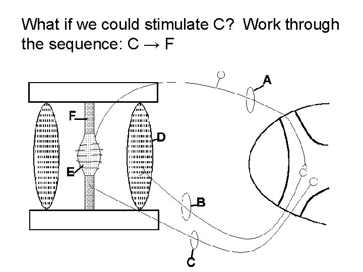 What if we could stimulate C? Work through the sequence: C → F 