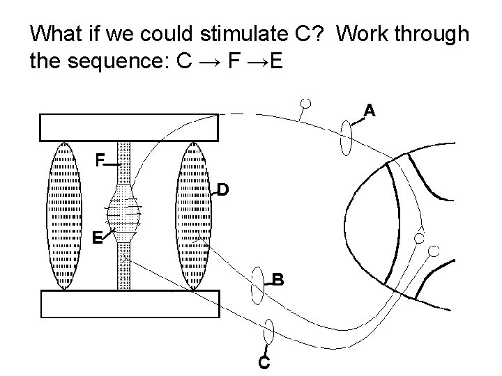 What if we could stimulate C? Work through the sequence: C → F →E