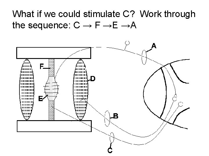 What if we could stimulate C? Work through the sequence: C → F →E