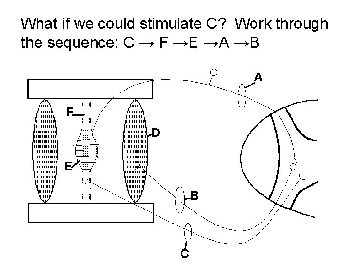 What if we could stimulate C? Work through the sequence: C → F →E