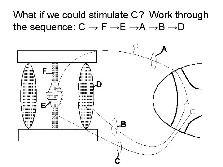 What if we could stimulate C? Work through the sequence: C → F →E