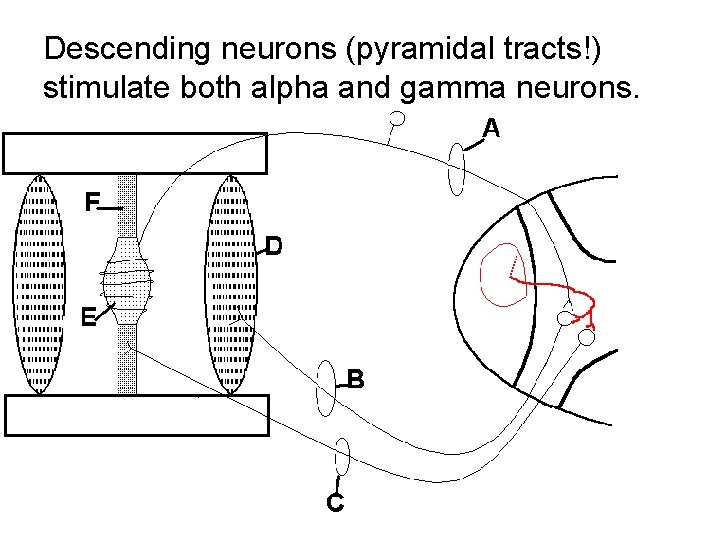 Descending neurons (pyramidal tracts!) stimulate both alpha and gamma neurons. 