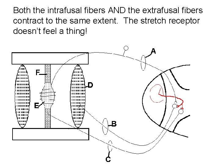 Both the intrafusal fibers AND the extrafusal fibers contract to the same extent. The