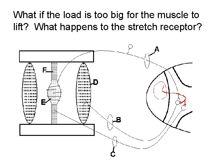 What if the load is too big for the muscle to lift? What happens