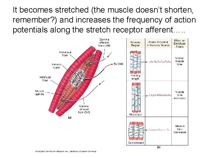 It becomes stretched (the muscle doesn’t shorten, remember? ) and increases the frequency of