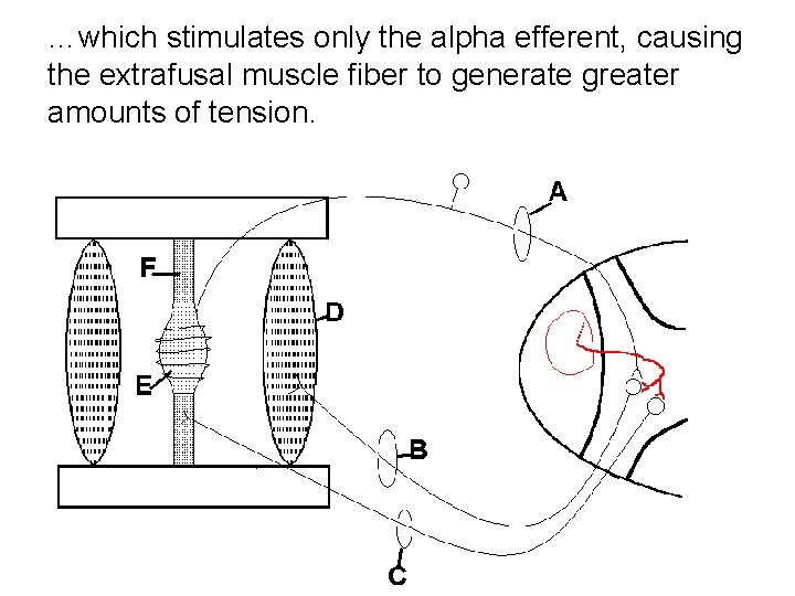 …which stimulates only the alpha efferent, causing the extrafusal muscle fiber to generate greater