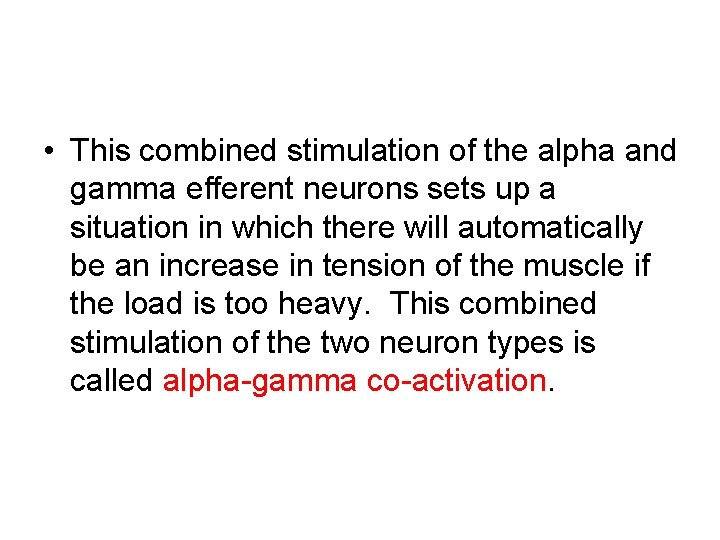  • This combined stimulation of the alpha and gamma efferent neurons sets up