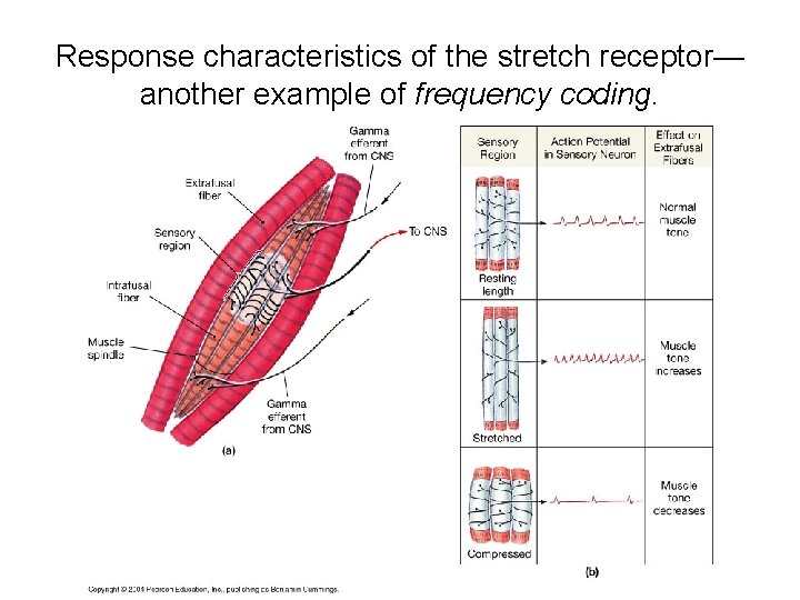Response characteristics of the stretch receptor— another example of frequency coding. 