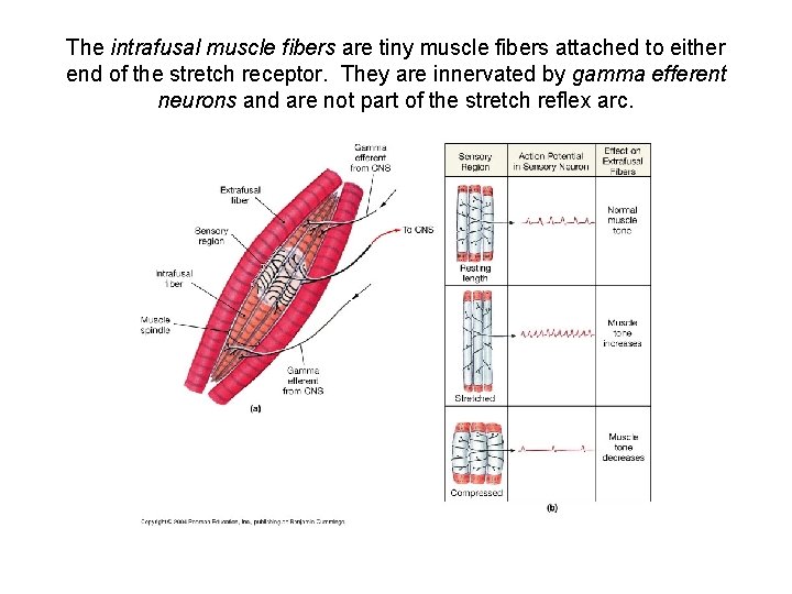 The intrafusal muscle fibers are tiny muscle fibers attached to either end of the