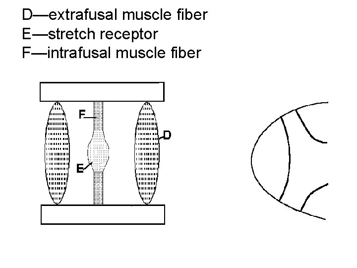 D—extrafusal muscle fiber E—stretch receptor F—intrafusal muscle fiber 