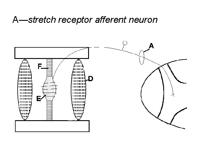 A—stretch receptor afferent neuron 