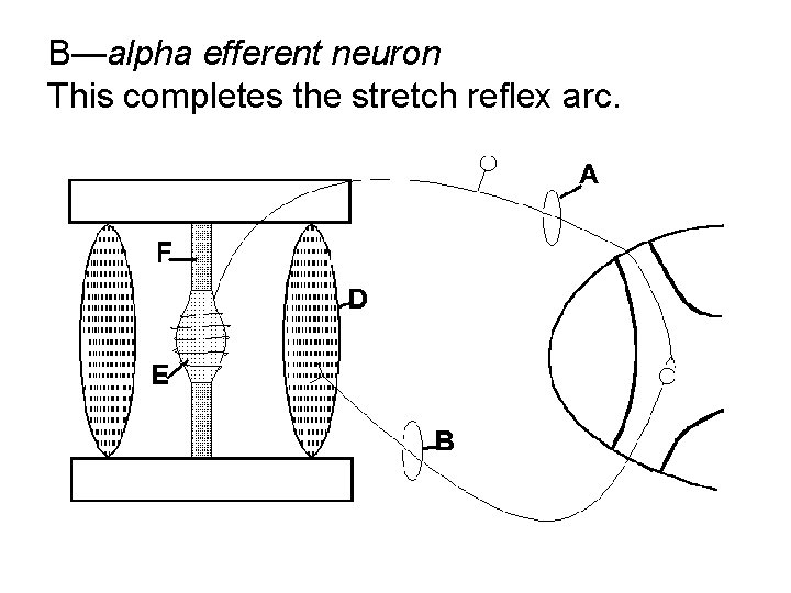 B—alpha efferent neuron This completes the stretch reflex arc. 