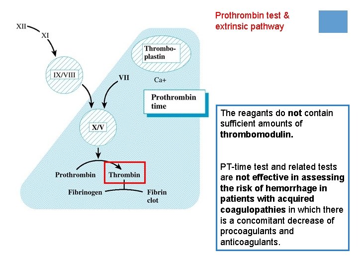 Prothrombin test & extrinsic pathway The reagants do not contain sufficient amounts of thrombomodulin.