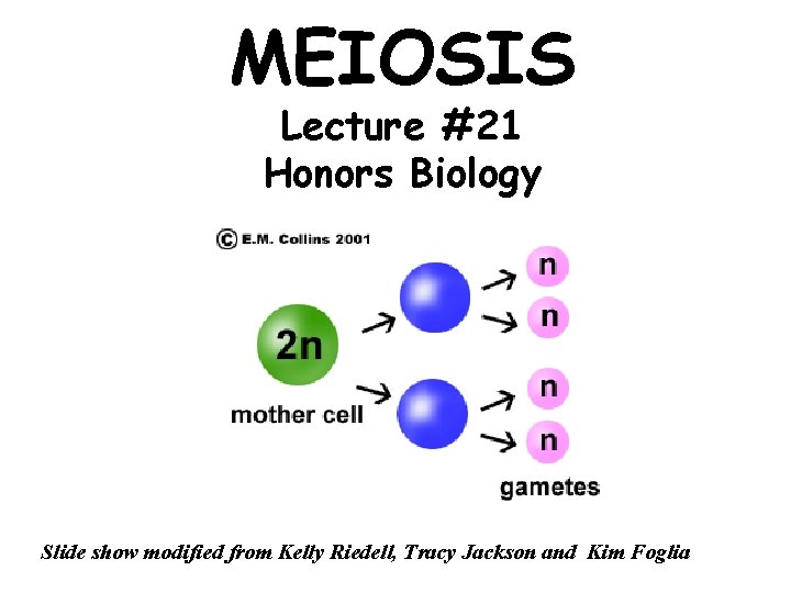 MEIOSIS Lecture #21 Honors Biology Slide show modified from Kelly Riedell, Tracy Jackson and