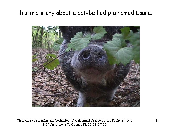 This is a story about a pot-bellied pig named Laura. Chris Carey Leadership and