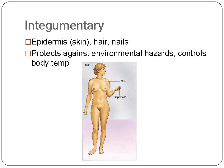 Integumentary �Epidermis (skin), hair, nails �Protects against environmental hazards, controls body temp 